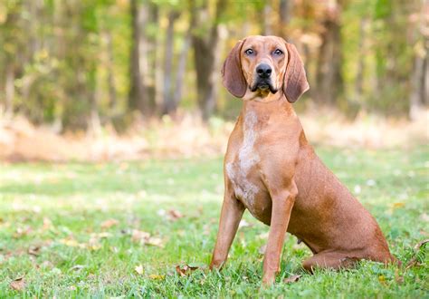 Everything You Need To Know About Redbone Coonhound Dogs Best Dog Dna
