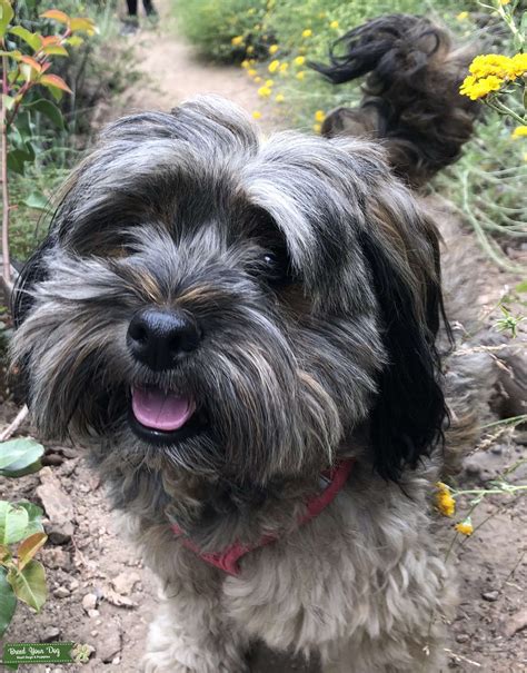 Brownish Gray Terrier Stud Dog In 1130 W Newmark Ave Monterey Park