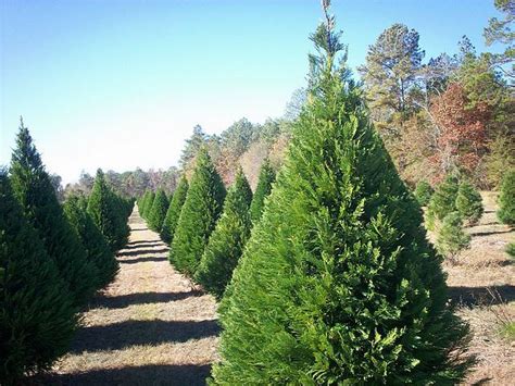 Virginia Pine Coniferous Forest