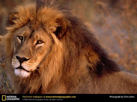 Animal Photo Lion In Amazon Jungle