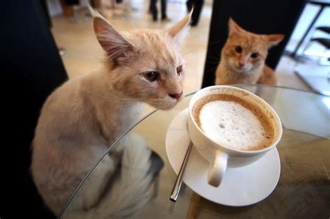 Pin By Waul On Cats And Coffee Cat Cafe Cat Coffee Cats