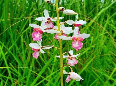 ‘critically Endangered Rare Orchid Found Bearing Seeds