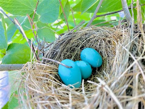 Discover The Mysterious Robin Eggs Blue Color Birds Coach