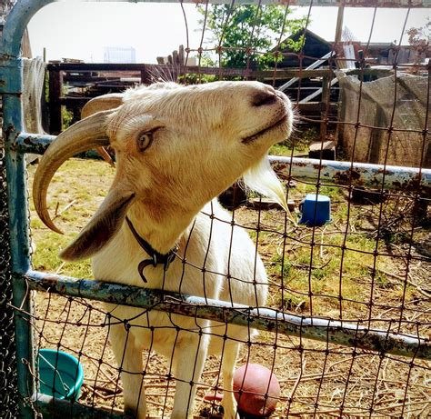 goat leighklotz flickr