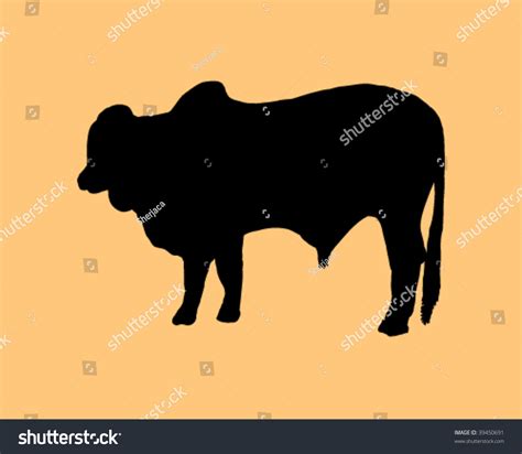 From wikimedia commons, the free media repository. Brahman Bull Silhouette Stock Vector 39450691 - Shutterstock