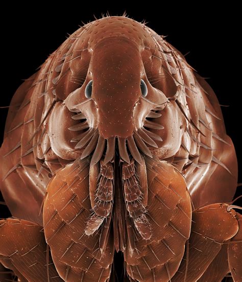 Domestic Fleas Infest Scores Of Wild Mammal Species Cosmos Magazine