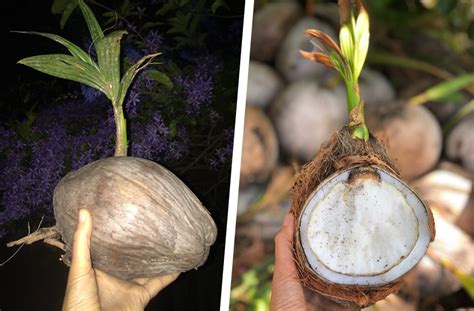 As a result, coconuts are called life trees and can produce beverages, fiber, food, fuel, utensils, musical instruments, and unfortunately, the answer is a little complicated. What Are Sprouted Coconuts? Here's What to Know ...