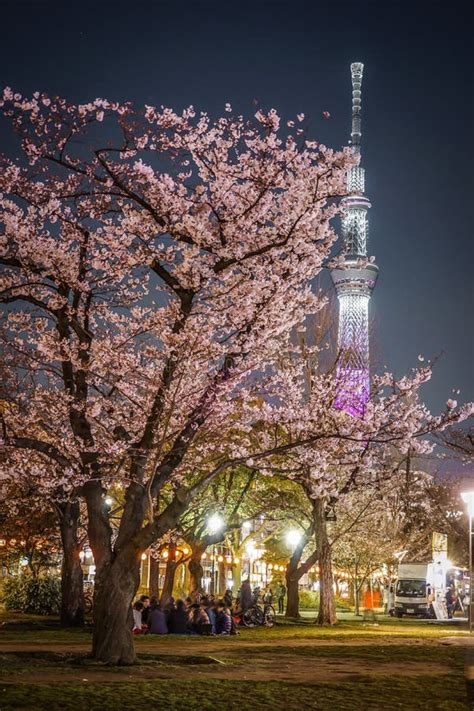 A Going To See Cherry Blossoms At Night Sightseeing And Tokyo Sky Tree