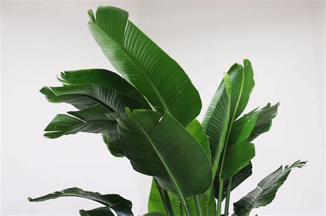 Our Favorite Large Leaf Tropical Plants La Résidence Free Download