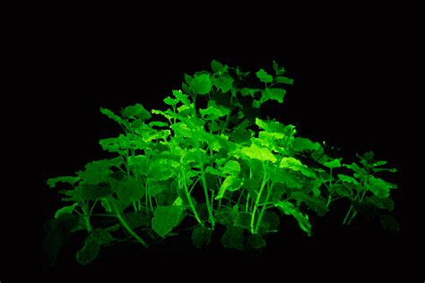 Fluorescent Foliage Researchers Grow Glow In The Dark Plants With Help