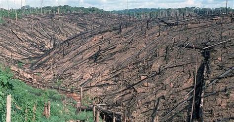 Deforestation Of Brazilian Amazon Rainforest Surges To Record High