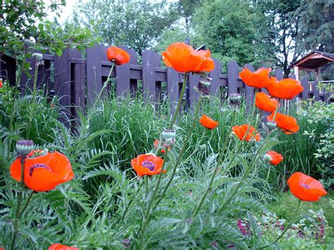 Oriental Poppy Plants - Learn How To Care For Oriental Poppies