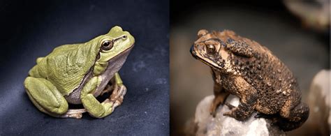 What Is the Difference Between a Frog and a Toad?