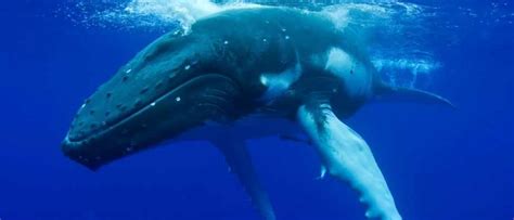 Do Whales Sleep Bbc Science Focus Magazine