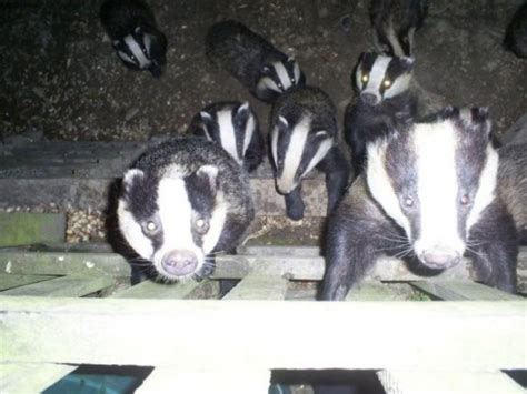 The trigger is also extremely precise, giving. Men sentenced over badger baiting - Shooting UK