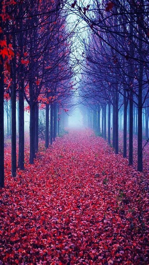 Scene Fall Autumn Season Landscape Red Forest Hd Phone Wallpaper