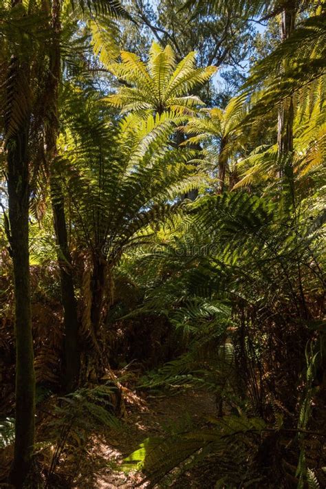 Silver Fern Trees Growing In Rainforest Stock Image Image Of Lush
