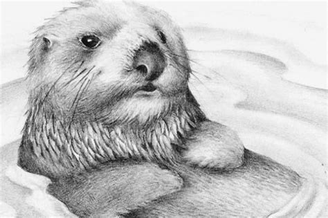 How To Draw A Sea Otter Otter Draw Drawing Easy Sea Finding Dory Kids
