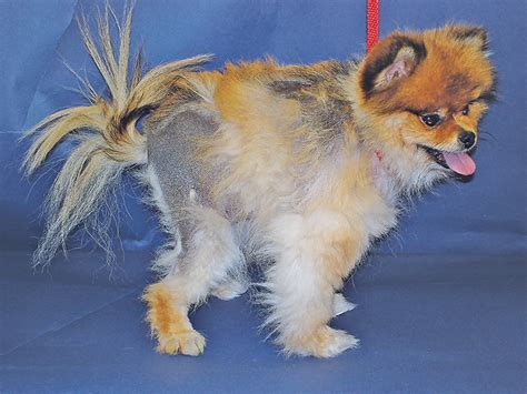 The use of trilostane for the treatment of alopecia x in alaskan malamutes. Alopecia X in a Pomeranian | Clinician's Brief