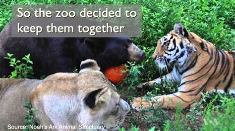 An Unlikely Friendship Among A Bear A Lion And A Tiger Youtube
