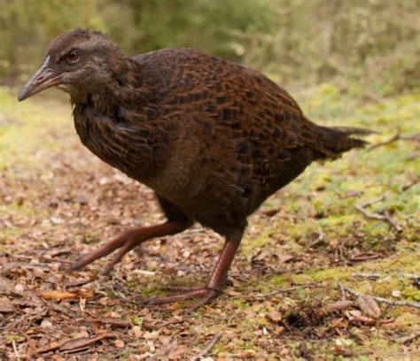 The Flightless Endemic Birds Of New Zealand Part 2 Chasing Dreams