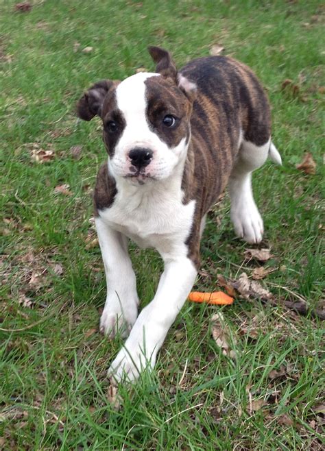 Rh title and tracking question? Twin Cities Ameriacn Bulldogs :: American Bulldog Breeder ...