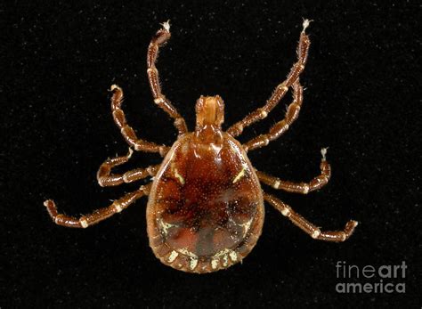 Male Lone Star Tick Photograph By Science Source Pixels