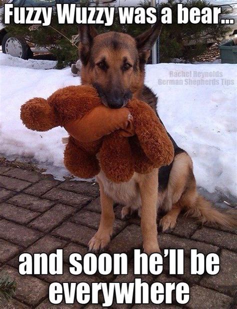 15 Signs Youre A Crazy German Shepherd Person And Damn Proud To Be