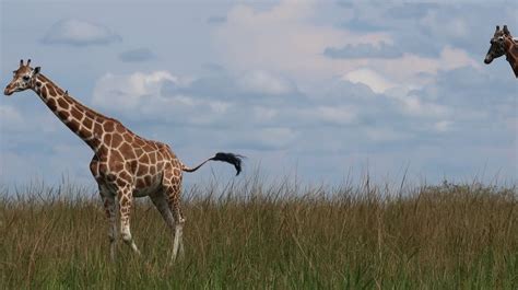 African Giraffes African Giraffe Yellow Fever Giraffe