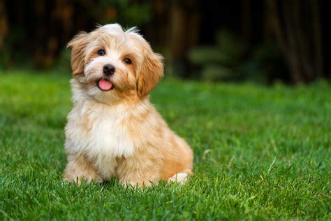 Most Popular Dog Breeds In America Ranked The Delite