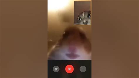 Hamster Facetime With Cat Meme Youtube