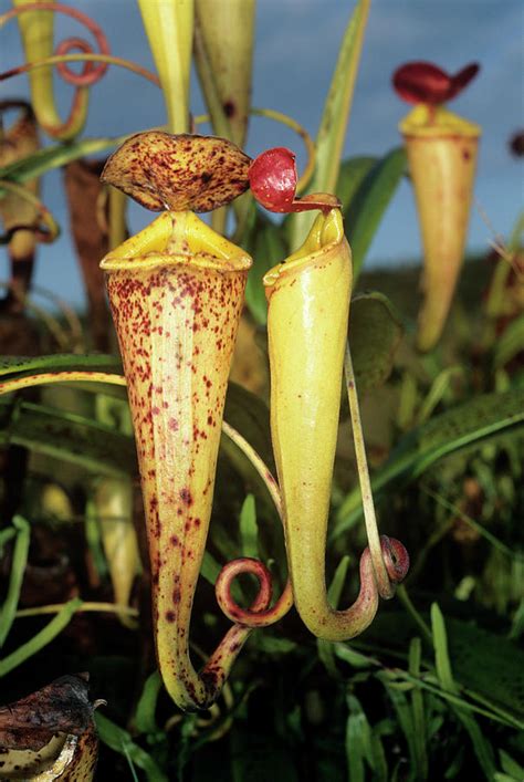 Madagascar Pitcher Plant Photograph By Sinclair Stammersscience Photo
