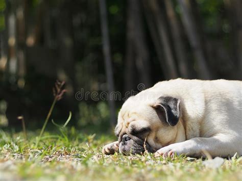 Fine Grassa Sveglia Bianca Divertente Adorabile Del Cucciolo Di Cane Di