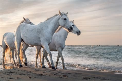 Premium Photo White Horses In The Beach