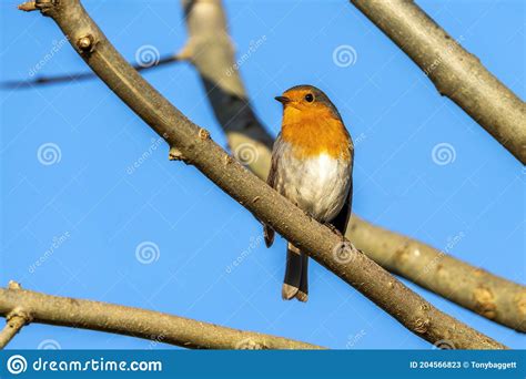Robin Redbreast Erithacus Rubecula Bird Stock Image Image Of