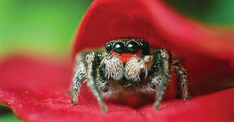 Tired Of These Scary Spiders So Here Is A Cute One Imgur