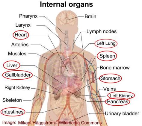 The internal organs in the lower body include the intestines for digesting food, the bladder for holding liquid waste, as well as the liver and the kidneys. Pain on Left Side: Causes, Treatments and When to See a Doctor