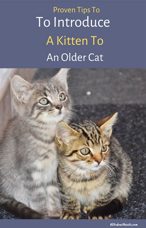 Top Pictures Introducing A Kitten To An Older Cat Introducing New