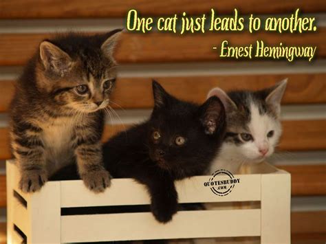 Inspirational Quotes About Cats Quotesgram