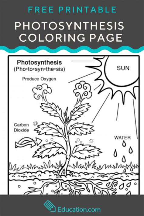 Photosynthesis Worksheet Elementary Free Printable
