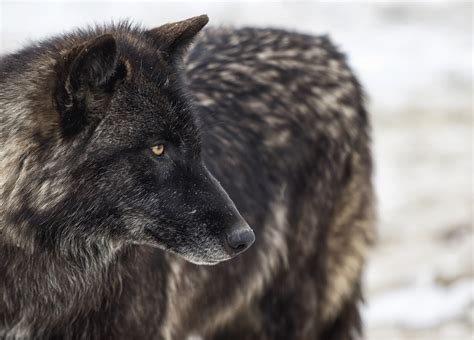 Colorado Wolf And Wildlife Center Cascade Escapes