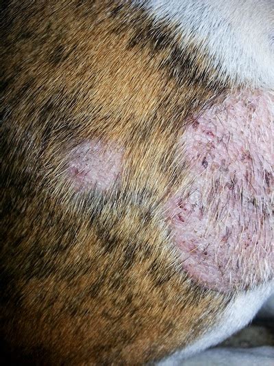 Bald Spots On Bulldogs Legs Ask A Vet