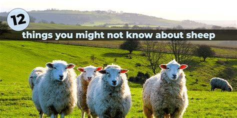 12 Fun Facts On Sheep You Might Not Know Did Ewe Know