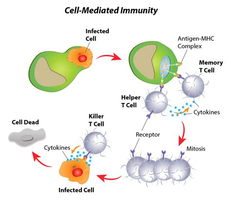 Immunology And Inflammation Antibodies Epigentek