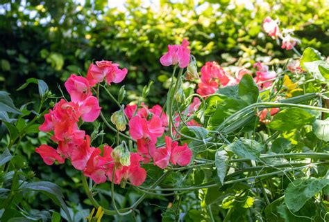 Best Sweet Peas To Sow In Autumn The English Garden