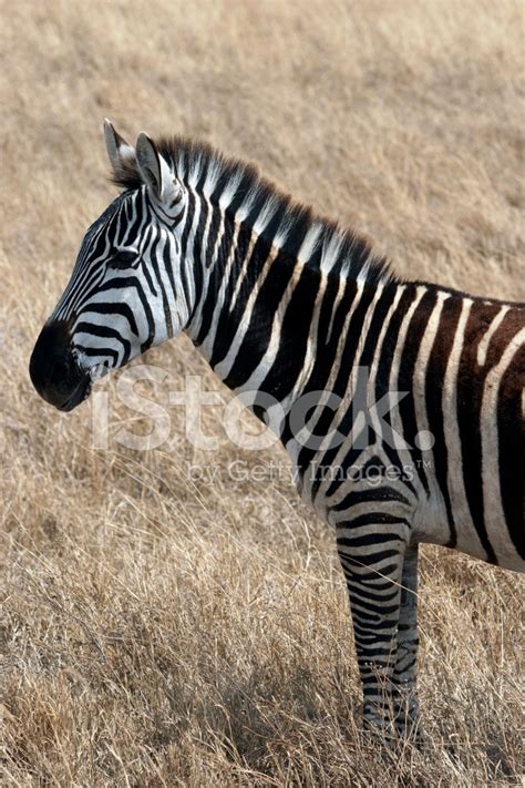 Zebra Stallion Stock Photo Royalty Free Freeimages