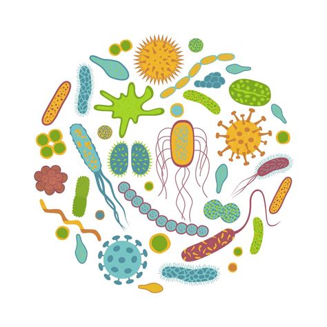 Qué Es La Microbiota Intestinal Y Cuál Es Su Función