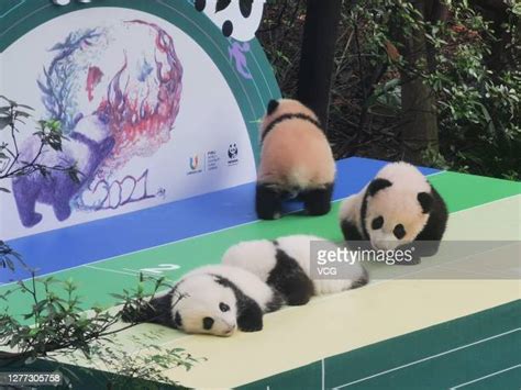 Four Giant Panda Cubs Born At Chengdu Panda Breeding Research Base