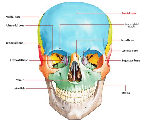 Frontal Bone Earths Lab