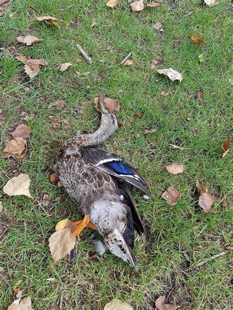 Dead Ducks And Fish Causing Stink Cambridge News